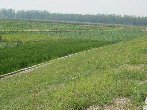 三維植被網(wǎng)護坡,三維植被網(wǎng)